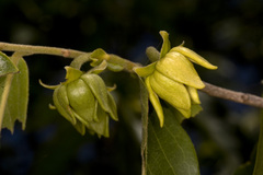 Polyalthia cerasoides